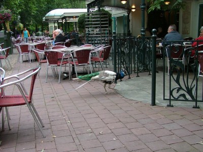 Click for the original image